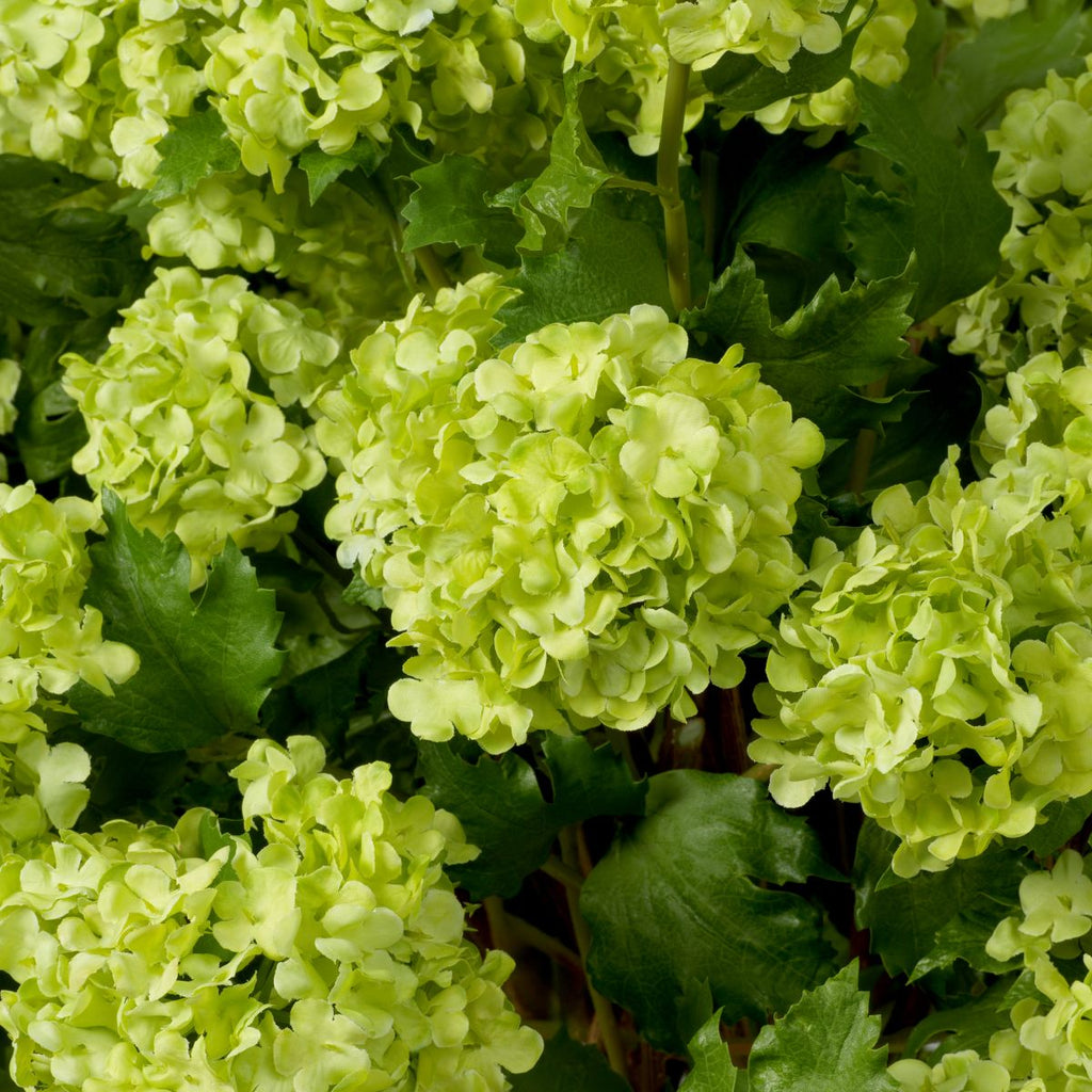 Bouquet of Hydrangeas snowball real touch 36 pcs
